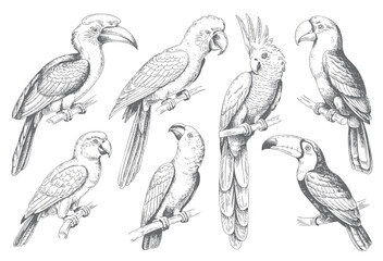 Tropical bird collection with parrots and toucans engraved illustration set. © Joydeb