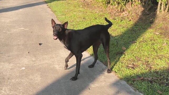 Injured Black Stray Dog Standing on Concrete Path in Thailand