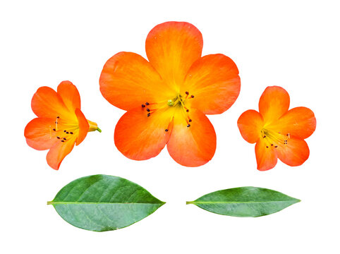 Large vibrant orange clivia miniata flowers and lush green leaves, isolated on transparent background for versatile use.