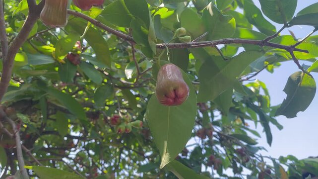 Young Green Water Apple Fruits on Tree