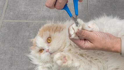 Persian cat receiving nail trimming by a person using blue nail clippers on a gray tiled floor in a well-lit indoor setting © JuliaDorian