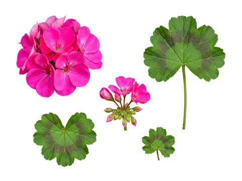 Vibrant pink geranium flowers, clusters, and distinctive leaves, perfectly isolated on a transparent background.