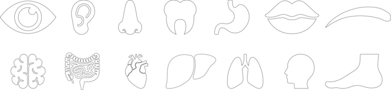 Medical organs line icon set. Vector pictograms of anatomy, body parts, kidney, bladder, pancreas, intestine, thyroid, pelvis, skeleton, joint, hand, nose, mouth, tongue, thin linear illustration. 