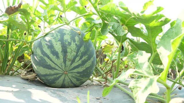 Detailed ground-level view of a ripe watermelon's blossom end, nestled among brightly lit green leaves on an agricultural field.