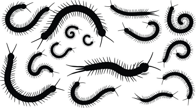Centipede silhouette collection, crawling insect vector set, black arthropod icons, detailed bug illustration isolated on white background design