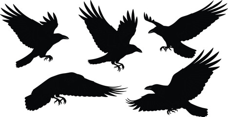Obraz premium Flying crow silhouette collection, black bird in motion poses, raven wildlife illustration set isolated on white background design