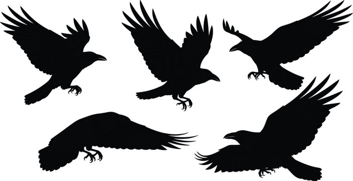 Flying crow silhouette collection, black bird in motion poses, raven wildlife illustration set isolated on white background design