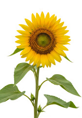 Fototapeta premium Vibrant sunflower in full bloom with lush green leaves