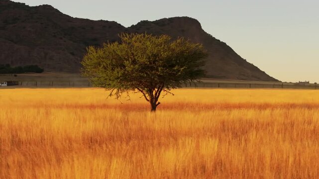 A lone acacia tree stands majestically in a vast golden savanna grassland with dramatic rocky mountains rising in background during warm golden hour sunset light across African wilderness landscape.
