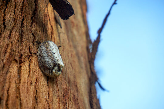 an egg sac of a praying mantis attached to a tree trunk. It serves to protect the mantis eggs from cold weather and predators during the winter before they hatch in the spring