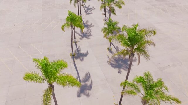 Aerial drone footage of tall green palm trees arranged in neat rows on large empty concrete plaza. Long shadows stretch across pavement with yellow parking markings on sunny day.