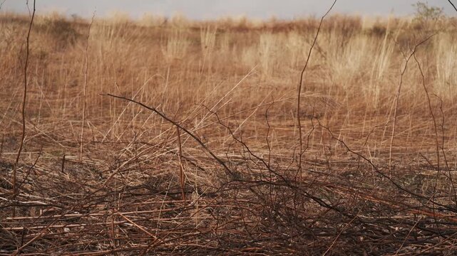 Desolate withered grassland