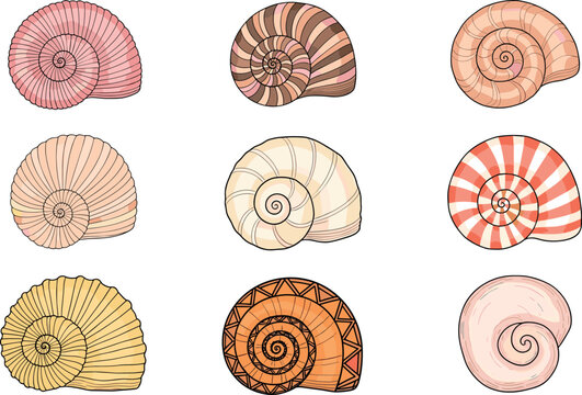 Spiral seashell collection with detailed nautilus shell patterns in various colors for marine, ocean, and decorative illustration design