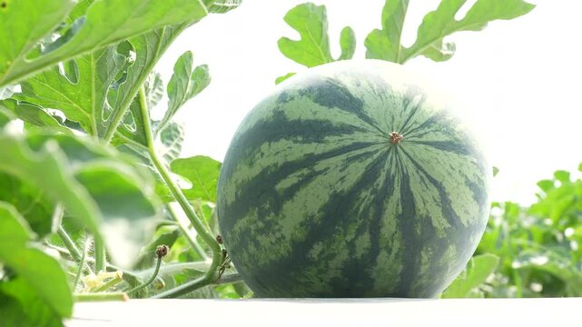 Dramatic low-angle view of a fresh striped watermelon on white plastic mulch, framed by green foliage against a bright sunlit sky on an organic farm.