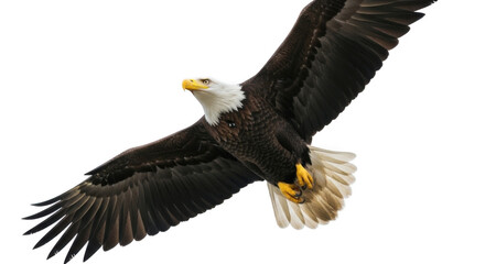 Obraz premium bald eagle in flight