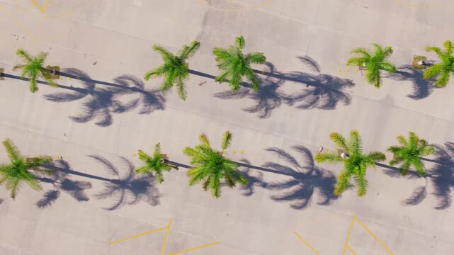 Drone shot looking down at rows of green palm trees planted in a large concrete parking lot area. Long dramatic shadows stretch across the gray pavement with yellow markings visible.