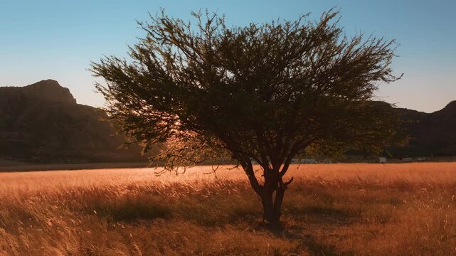 Lone tree stands silhouetted against setting sun in vast golden grassland with mountains in background. Warm golden hour light illuminates tall dry grass swaying gently in scenic wilderness.