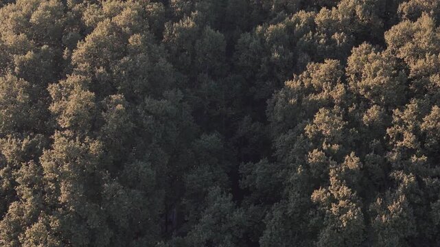 Aerial view of the dense green tree canopy of Avenida da Liberdade with golden sunlight hitting the leaves in Lisboa, Lisboa, Portugal.