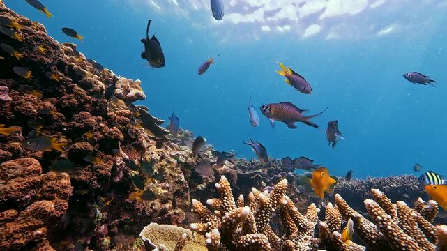 Vibrant fish dart through an elaborate coral reef ecosystem. This lively underwater spectacle reveals the magnificent diversity of ocean animals at daytime