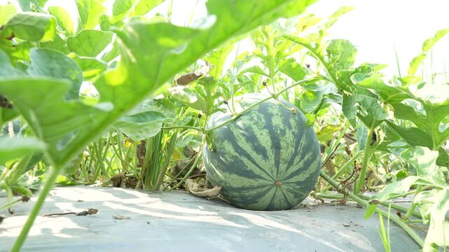 Artistic ground-level shot of a ripe watermelon showing its blossom end, with blurred green leaves in the foreground creating depth on an organic farm.