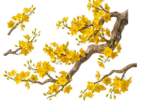 Multiple elegant branches of Ochna integerrima, or Mai Vang, adorned with vibrant yellow apricot blossoms.