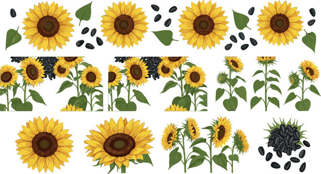 Sunflower elements collection with flowers, leaves, and seeds including seamless borders for agriculture, organic food, and botanical design projects