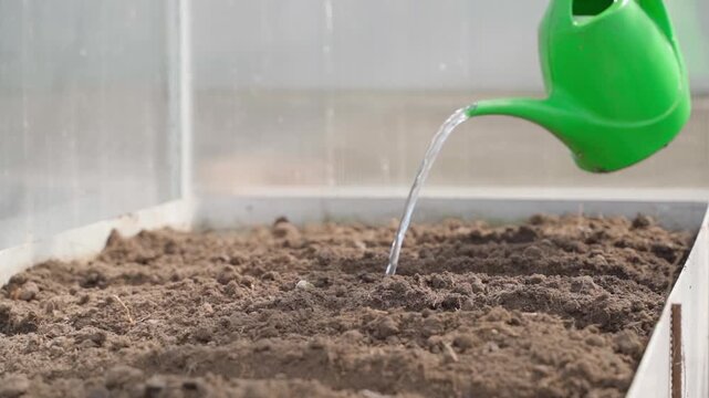 Watering garden bed with watering can in greenhouse close-up