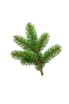 christmas tree branch