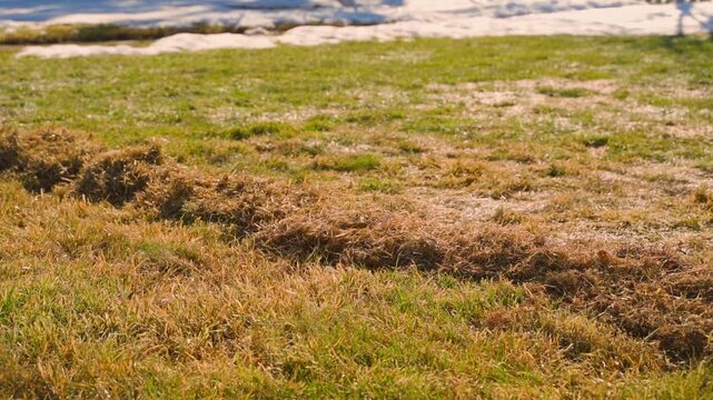 Lawn with piles of dry thatch after raking in spring with melting snow in background