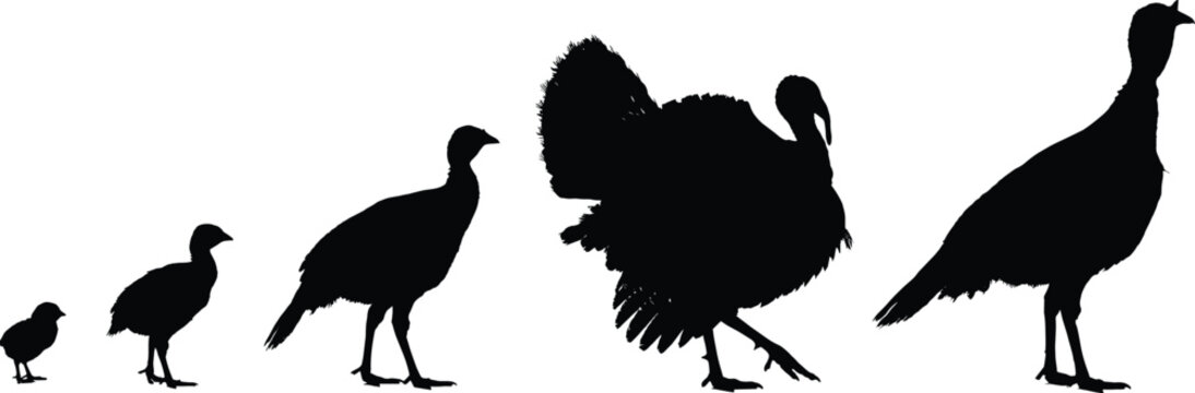 Turkey growth silhouette vector set, black bird stages, poultry development, nature theme, farm illustration, chick to adult graphics