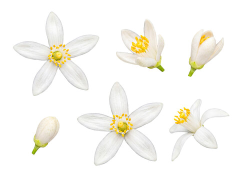 A captivating display of white orange blossoms and buds in various stages, isolated against a transparent background.