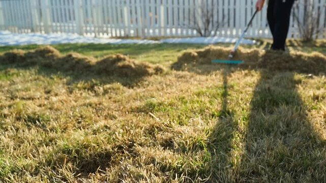 Raking dry thatch from lawn in spring with long shadows and white fence in background