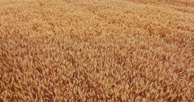 Aerial view of golden wheat ears swaying in the wind during harvest season