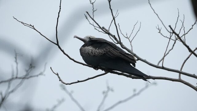 Female Great Frigatebird Perched on Bare Tree Branch Against Overcast Sky