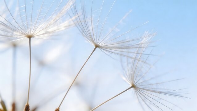 Dandelion seeds against blue sky