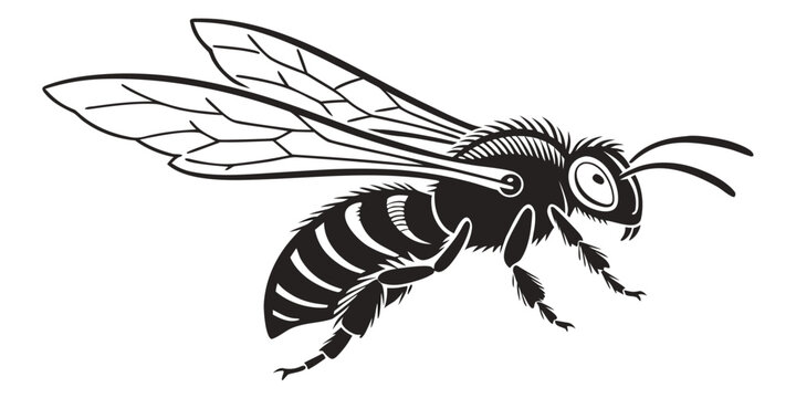 Detailed black and white vector graphic of a flying honey bee with honeybee bumblebee wildlife pollinator illustration silhouette isolated background creature environment