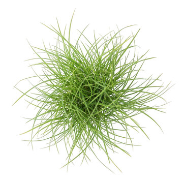 Lush green ornamental grass plant isolated on black background