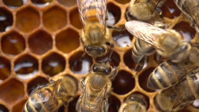 Honeycomb Cells With Honey Bee Bread Macro Closeup Beekeeping