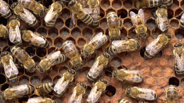 Honeybee lifecycle, from egg to larva, pupa, and adult bee