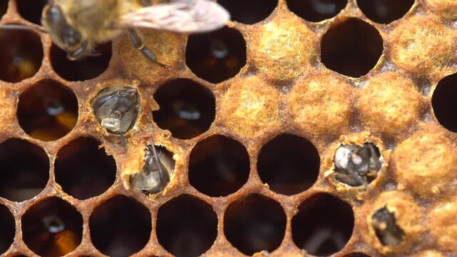 Bee Brood Larvae Pupae Capped Cells. Honey Bee Life Cycle Beekeeping