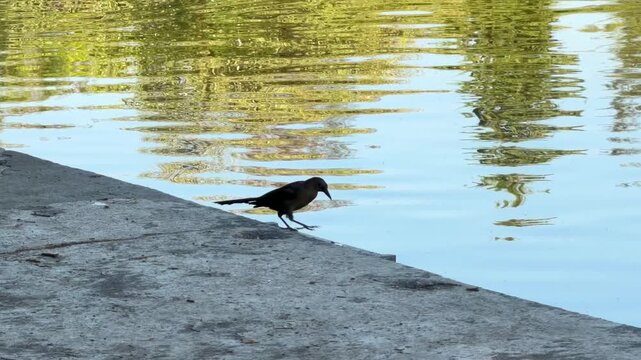 pajaro en el lago de chapultepec en la ciudad de mexico
