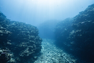 Fototapeta premium Tropical Reef Passage With Sunlight Rays Underwater