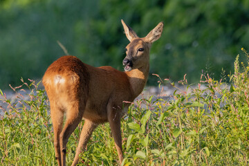 Roe deer Capreolus capreolus © Mateusz