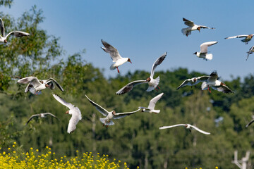 Seagull Larus © Mateusz