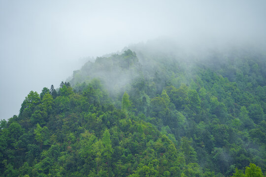 Dense green trees cover the high mountain slopes near Huizhou Ancient City in She County Anhui China during a rainy day with thick mist rolling over the forest landscape