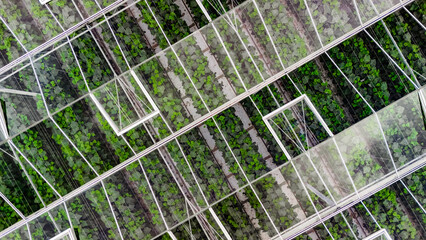 Naklejka premium Greenhouse aerial drone view from above, large industrial greenhouses for growing vegetables, modern plantation glasshouse area background, agriculture in the Netherlands