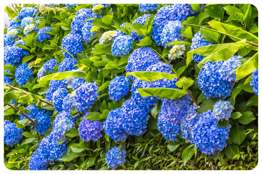 Hortensias bleus