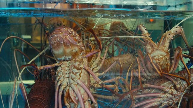 Live Spiny Lobsters Crowded in Tank at Hong Kong Wet Market Seafood Stall