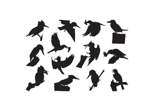 Kingfisher Bird, Kingfisher, Bird, Kingfisher Bird vector bundle, Kingfisher Bird clipart, Kingfisher Bird silhouette.	
