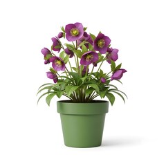 Naklejka premium Vibrant purple lenten rose flowers in green flowerpot standing on white studio background.